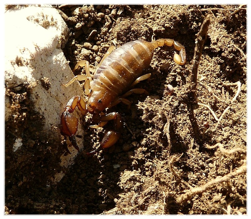 Una nidiata di scorpioni (con piccoli in muta)